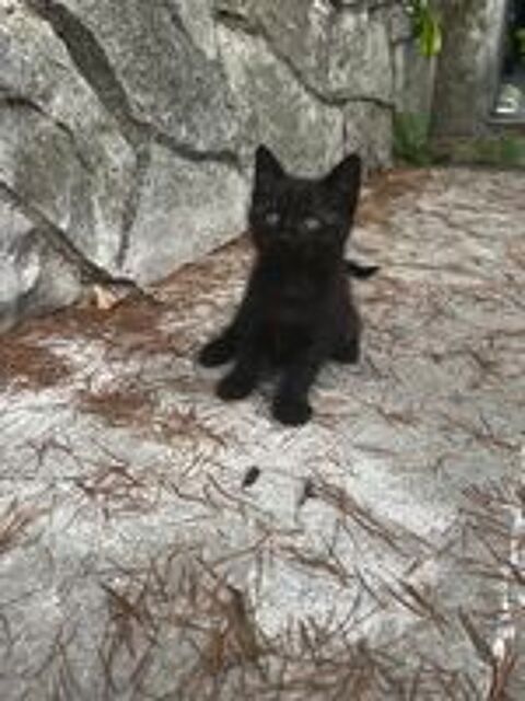   Chaton femelle 