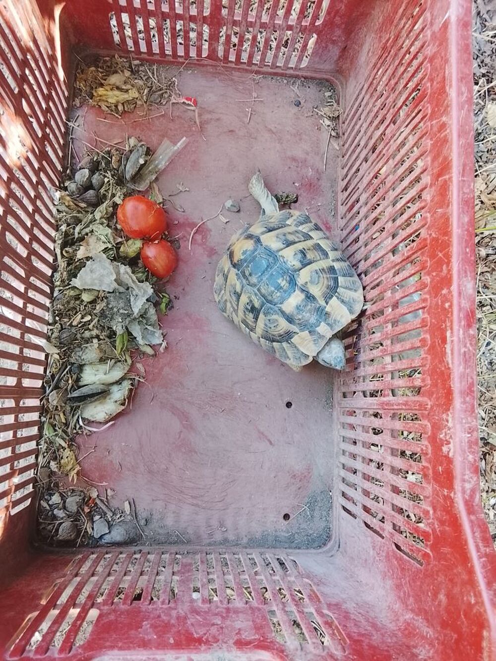   Tortue mal 