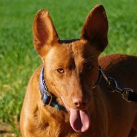   PROMISSE, petite chienne adorable de 3 ans 