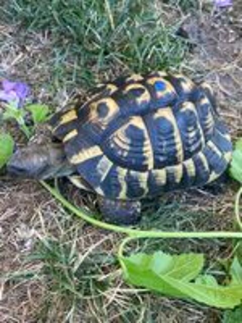   Tortue de terre 