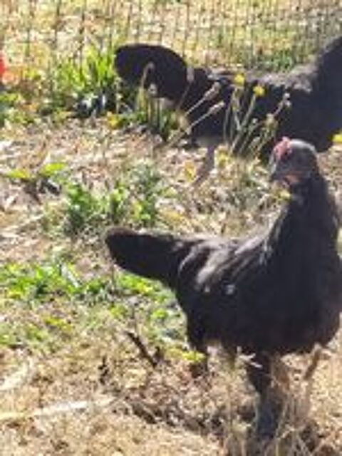   Poulet/poulette Coucou, Janzé, Bresse gauloise, Courtes-patt 