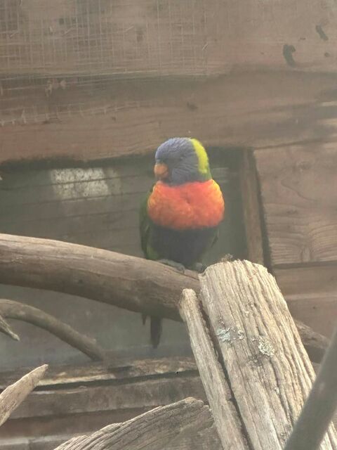 loriquet de Swainson 200 18240 Santranges