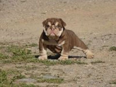   Chiot bulldog anglais exotique 