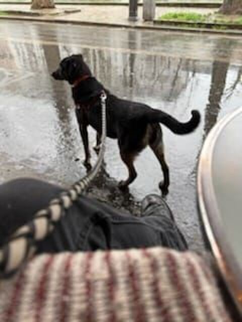 LULOU SE TROUVE EN FAMILLE D'ACCUEIL 0 75018 Paris