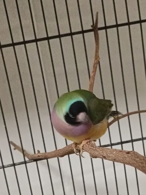 Couple gould 110 61300 L'aigle