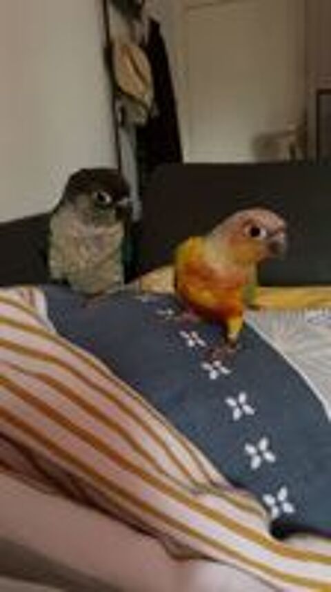   Couple de conure 
