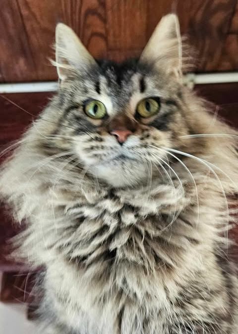 Uppy cherche famille femelle Maine Coon, LIVRAISON 850 22250 rac