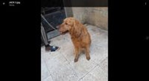   JACK MLE 2ANS1/2 NON CASTRE  A SAUVER D'GYPTE ADOPTION SEULEMENT  