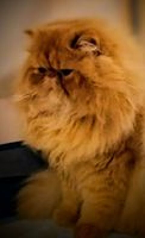   ARES DU DOMAINE AUX IRIS 