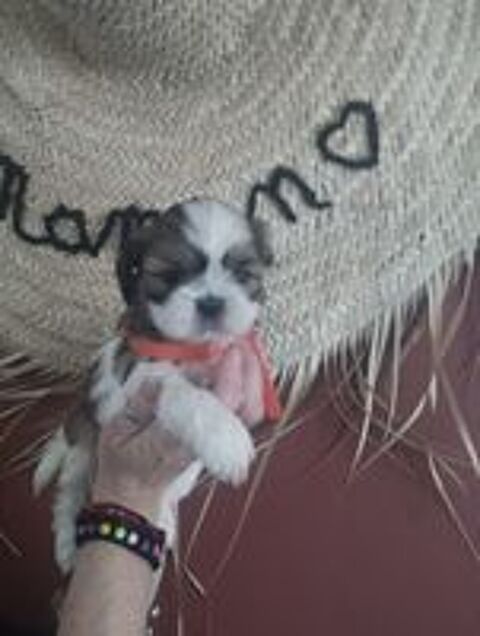   Adorable bébés Shih-tzu  