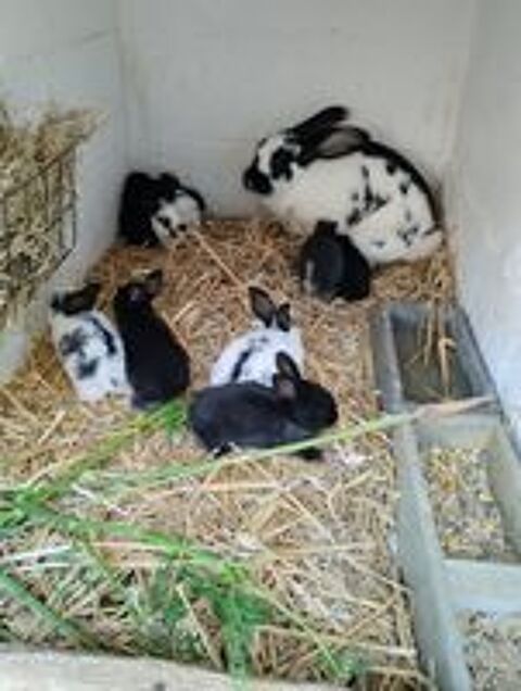   Lapins papillon  