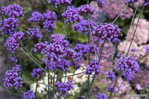 Verveine de Buenos Aires  graines Sainte-Genevi�ve-des-Bois (91)