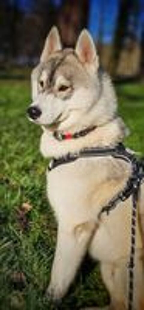   Husky Sibérien mâle LOF confirmé disponible pour saillie 