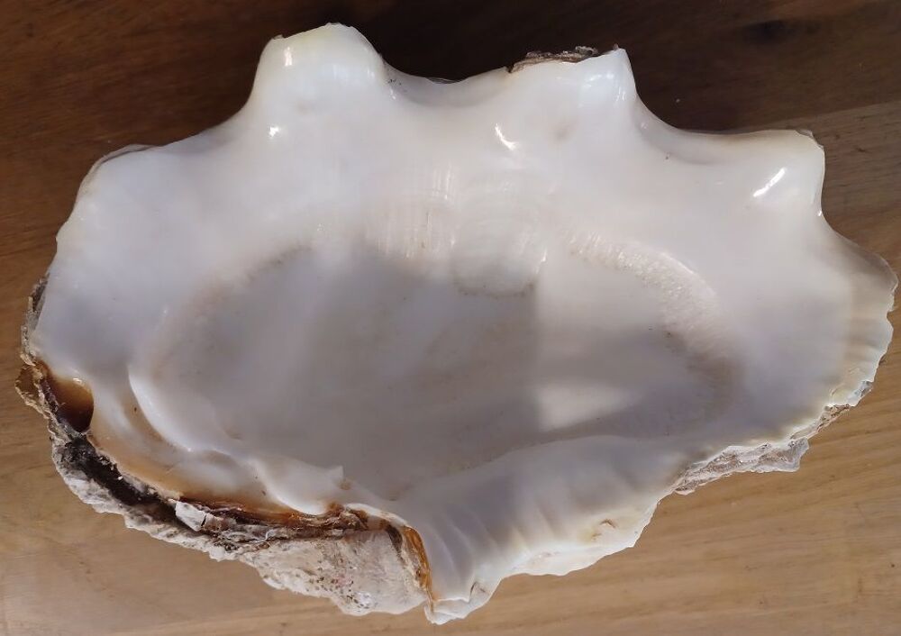 Coquillage b&eacute;nitier 2kg Polyn&eacute;sie 