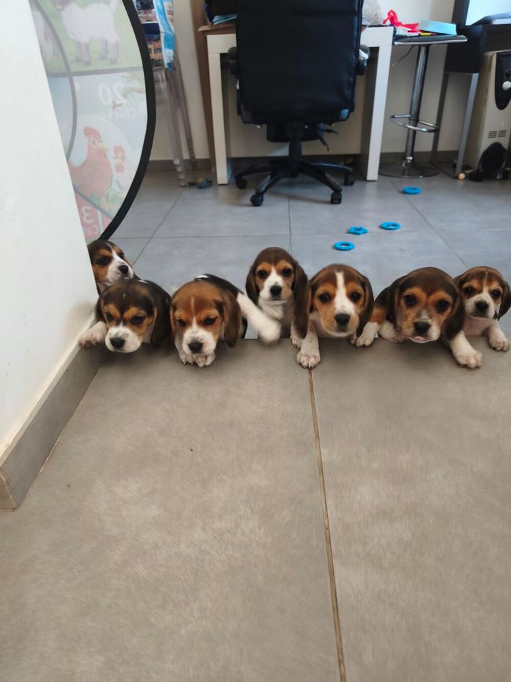   CHIOTS BEAGLE LOF 