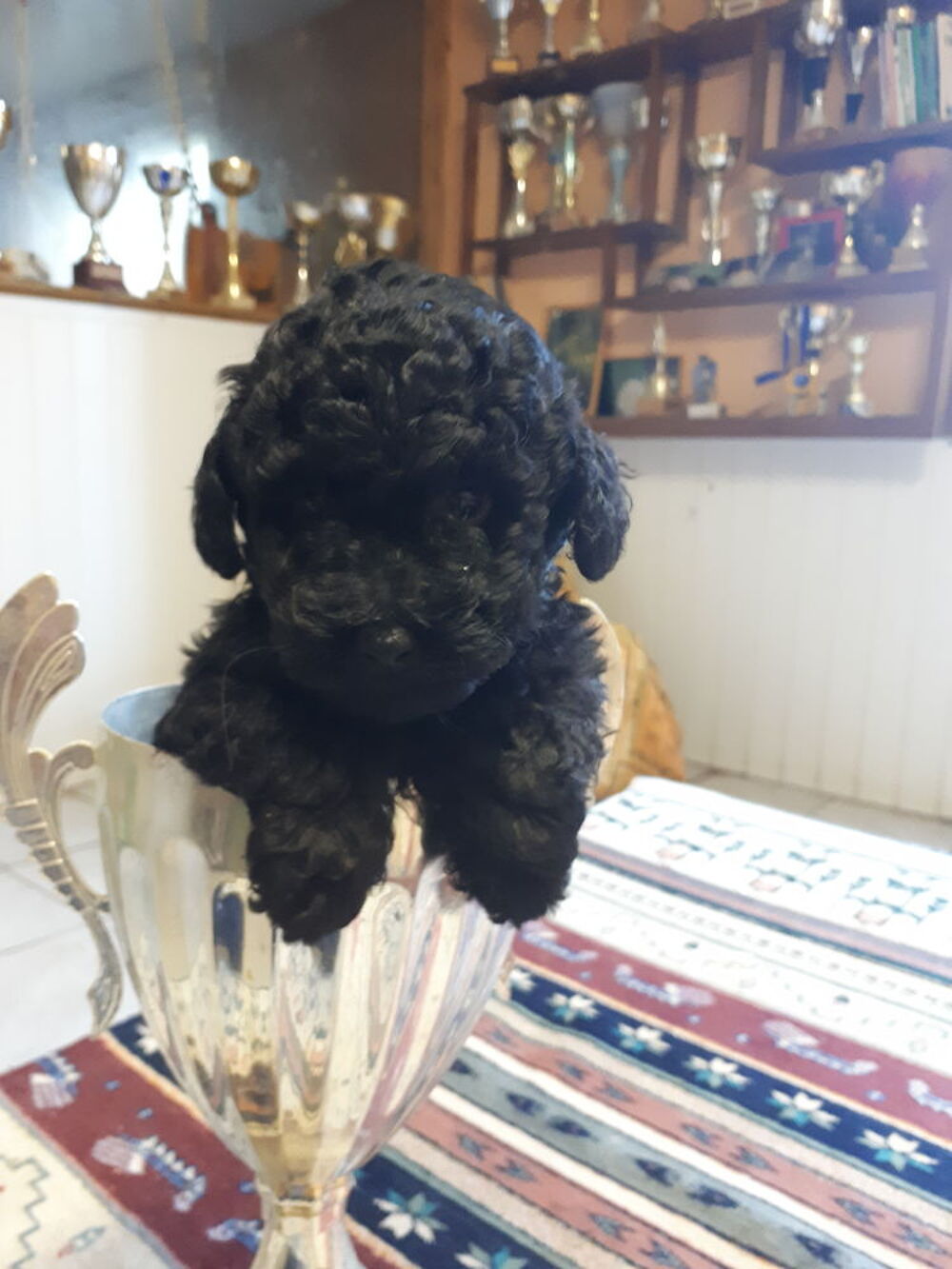   Bounty adorable petit caniche toy noir lof 