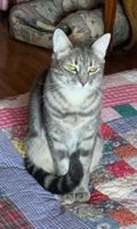   Maddy, jolie minette de 2 ans 