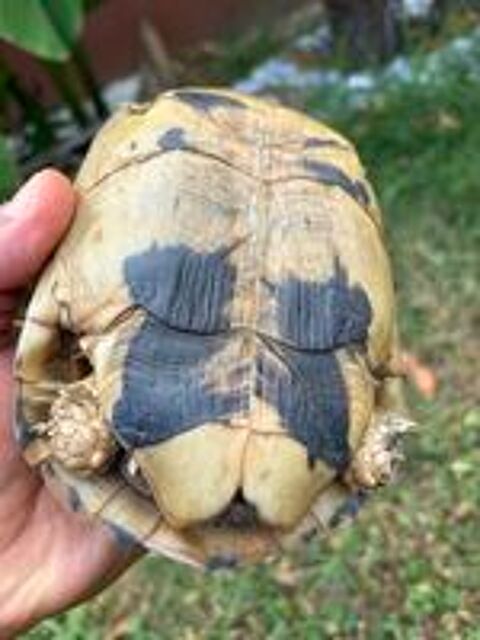   Tortue femelle adulte Greaca 