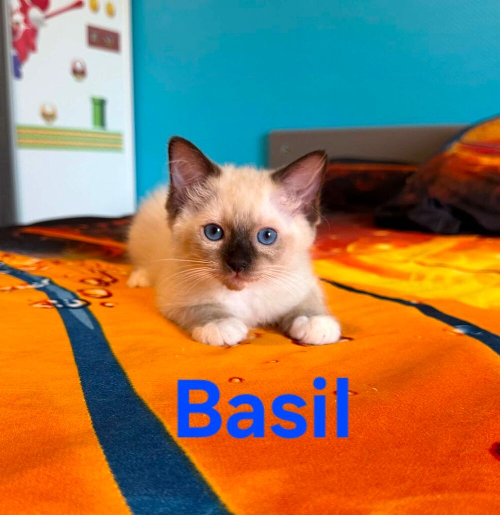   Chatons ragdolls  