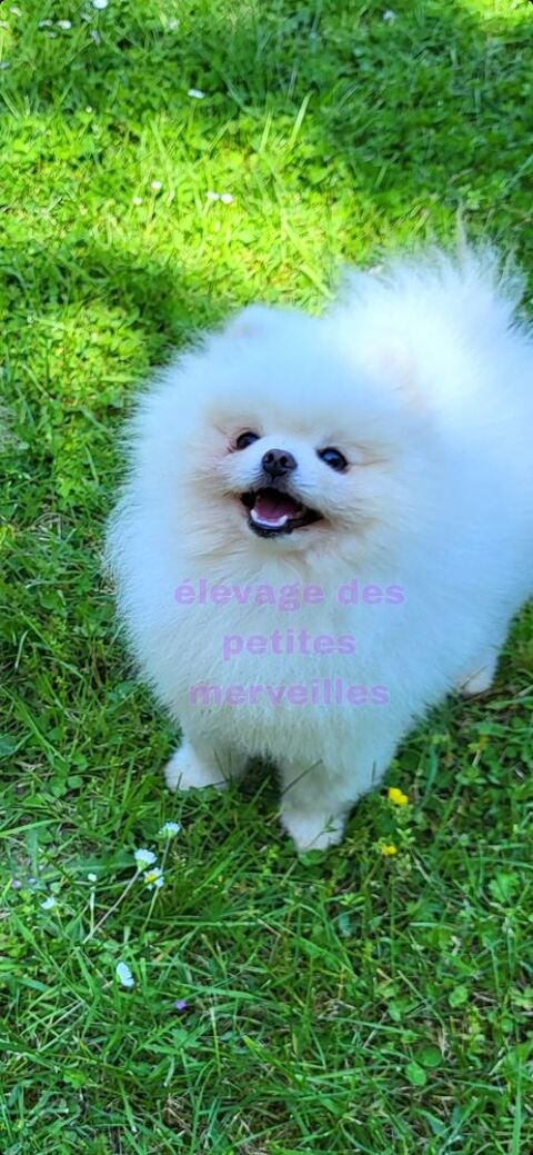 Magnifique spitz nain pomranien LOF, REPRODUCTION 45290 Ouzouer-des-champs