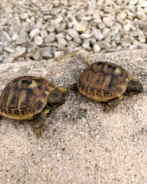 B&Eacute;B&Eacute;S TORTUES 25 13500 Martigues