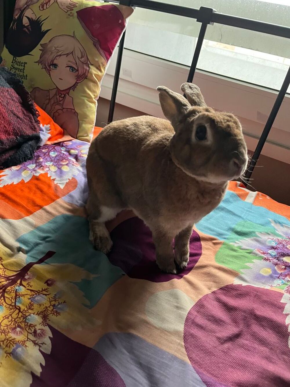   Don de lapine 