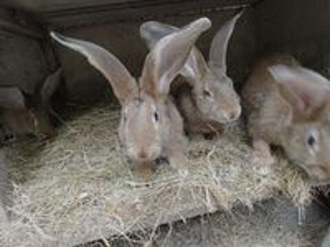   Lapins géants des Flandres  