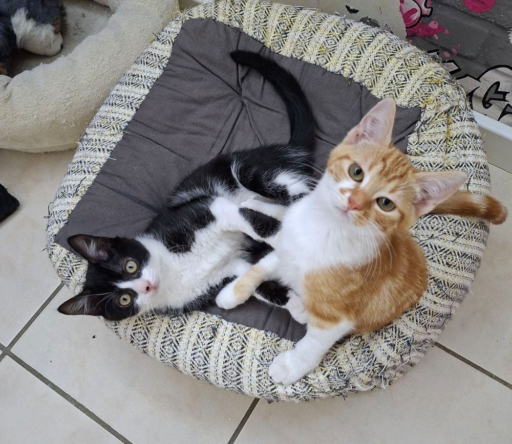   Nica et Rigel deux amours à adopter 
