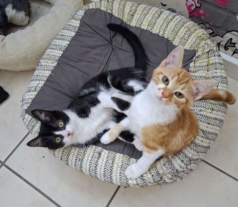 Nica et Rigel deux amours &agrave; adopter 180 91390 Morsang-sur-orge