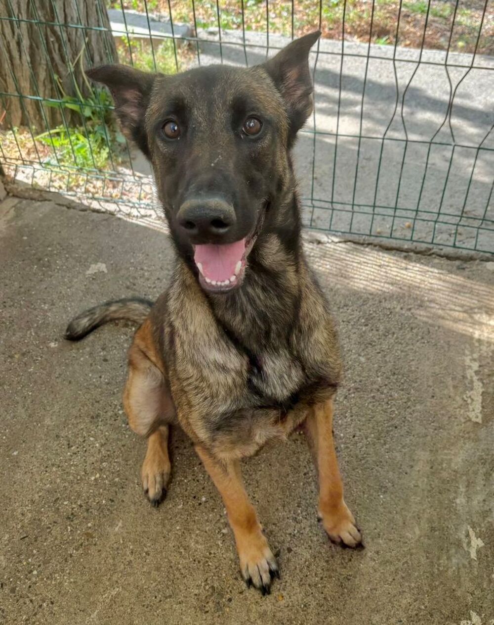   BLEDINE, malinoise 1 an 