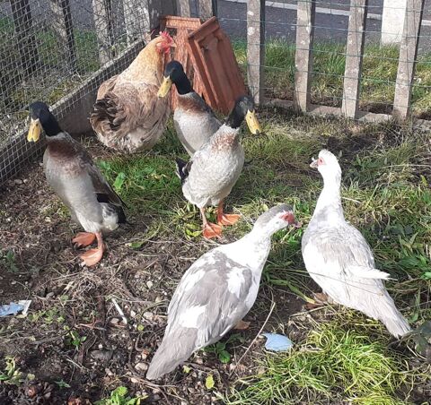 Couple barbarie, coureurs indien 15 88150 Thaon-les-vosges