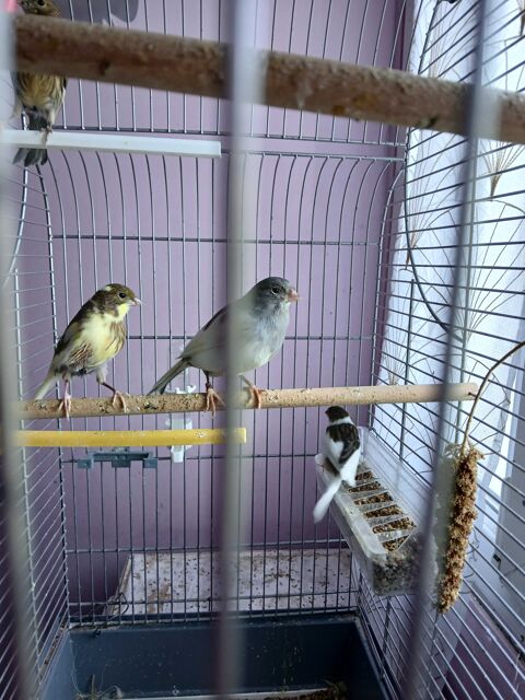 canaris 25 95610 ragny