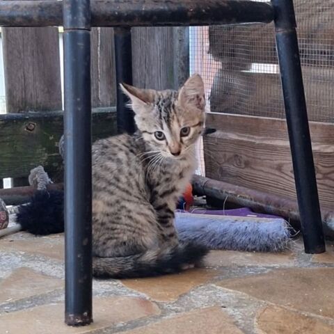 ✨️ LOUANA ✨️ 🐱 190 78100 Saint-germain-en-laye