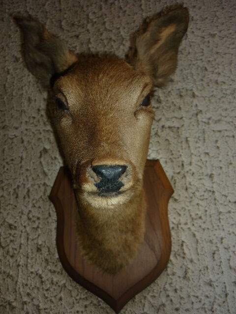 T�te de biche naturalis�e 50 Reims (51)
