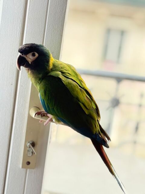 ? Ara &agrave; collier jaune ? 10 mois ? Cherche foyer aimant 600 75016 Paris