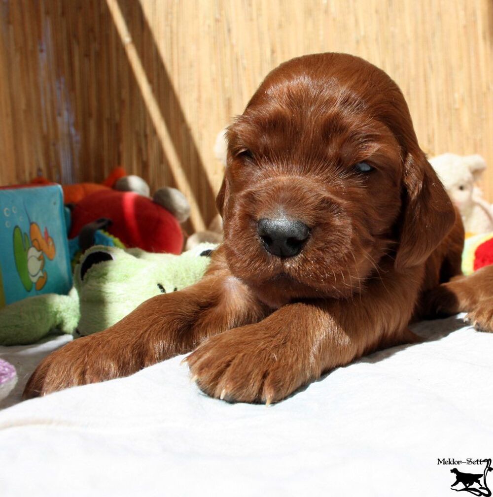   Setter irlandais beauté LOF 