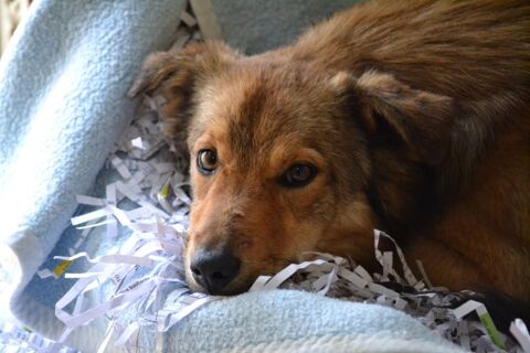 FLOR, 6 mois, petite chienne adorable 220 24140 Douville