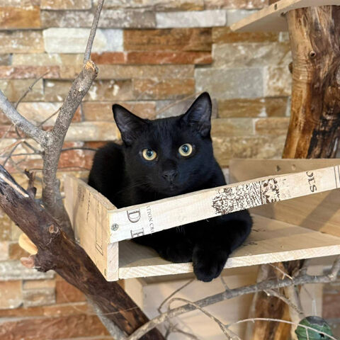 COCA 1 26600 Serves-sur-rhne