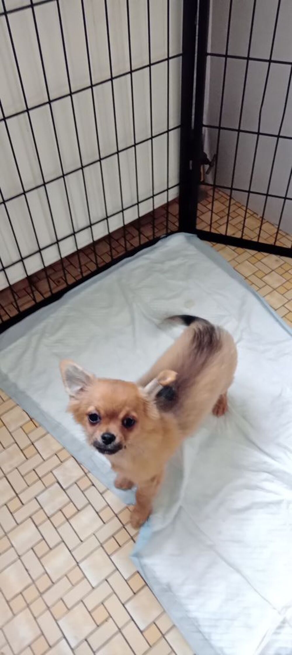   Chihuahua mâle poil long  