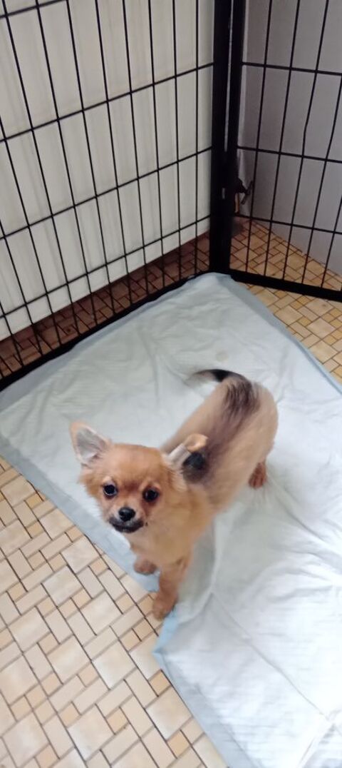Chihuahua m&acirc;le poil long 500 14290 Orbec