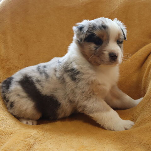 CHIOTS BERGER AUSTRLIEN A RESERVER  1000 71110 Cron