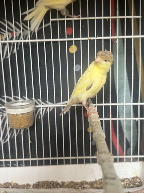 Canari huppé 30 93330 Neuilly-sur-marne