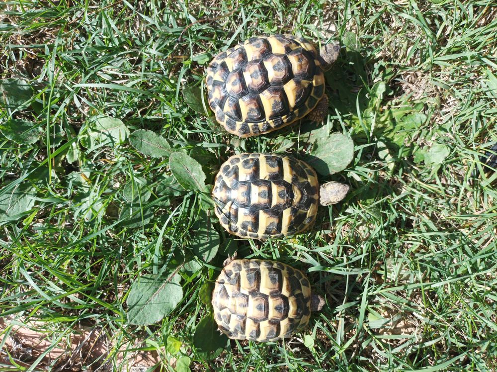   Tortues de terres hh 