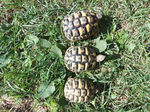 Tortues de terres hh 50 30320 Saint-gervasy
