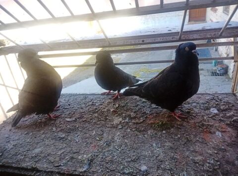 Pigeons ornement 10 62000 Arras