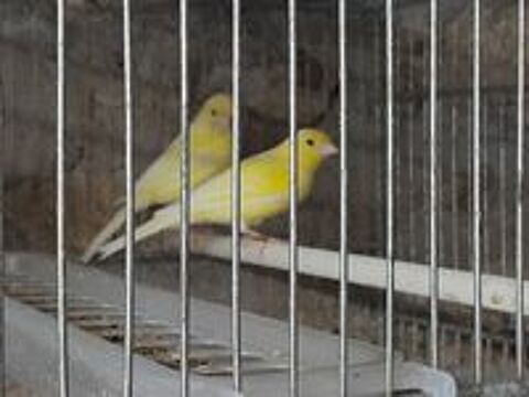   COUPLE DE CANARIS RAZAS JAUNE 2024 