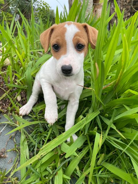CHIOTS JACK RUSSEL 850 35600 Redon