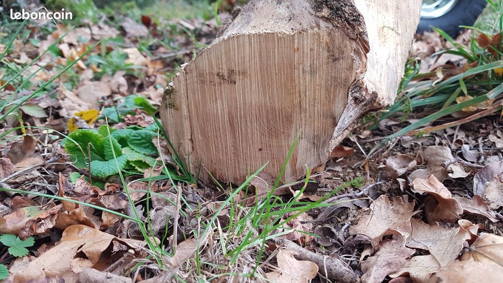 Bois de buis sec Bricolage