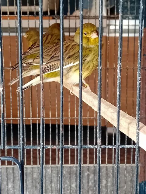 vend2 turquoisine male jaune ventre rouge 25e + canaris 10e 10 56620 Clguer