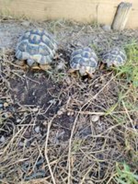   Tortue  2 ans 3 ans 5 ans  